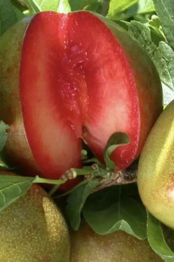 Плуот ‘Черрікос’ (гібрид абрикоса і аличі)|Pluot ‘Cherricos’|Плуот ‘Черрикос’ (гибрид абрикоса и алычи)